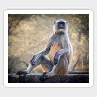 Grey Langur Monkey Sticker